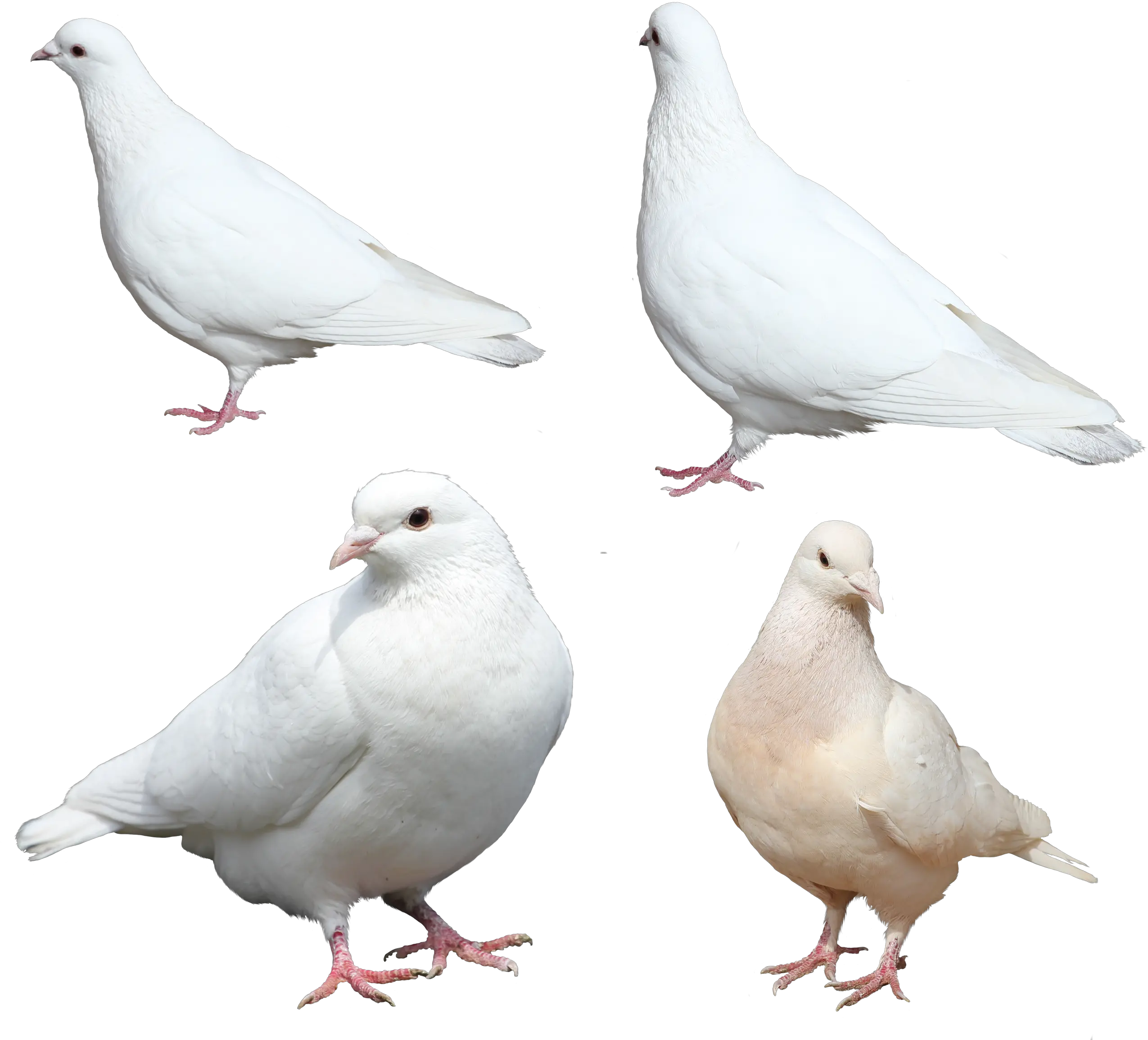 White pigeons PNG image