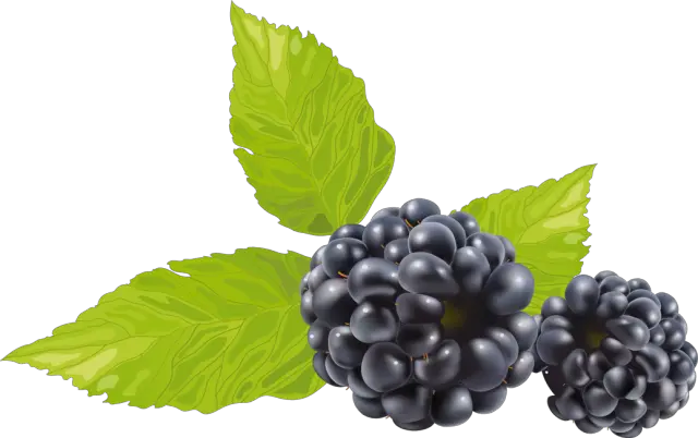 Blackberry PNG