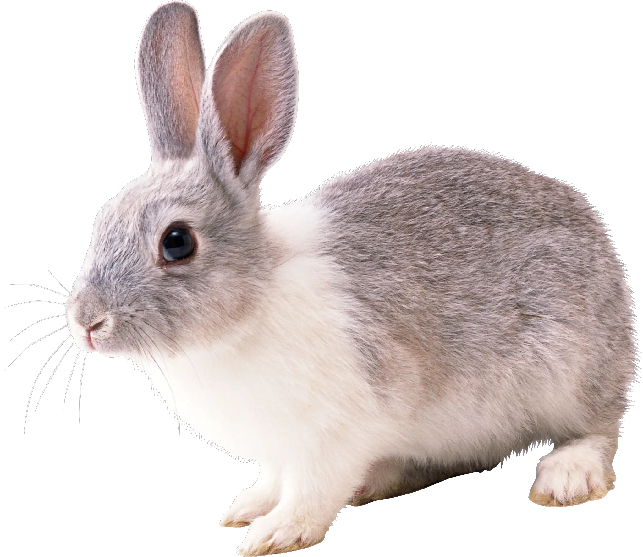 rabbit PNG