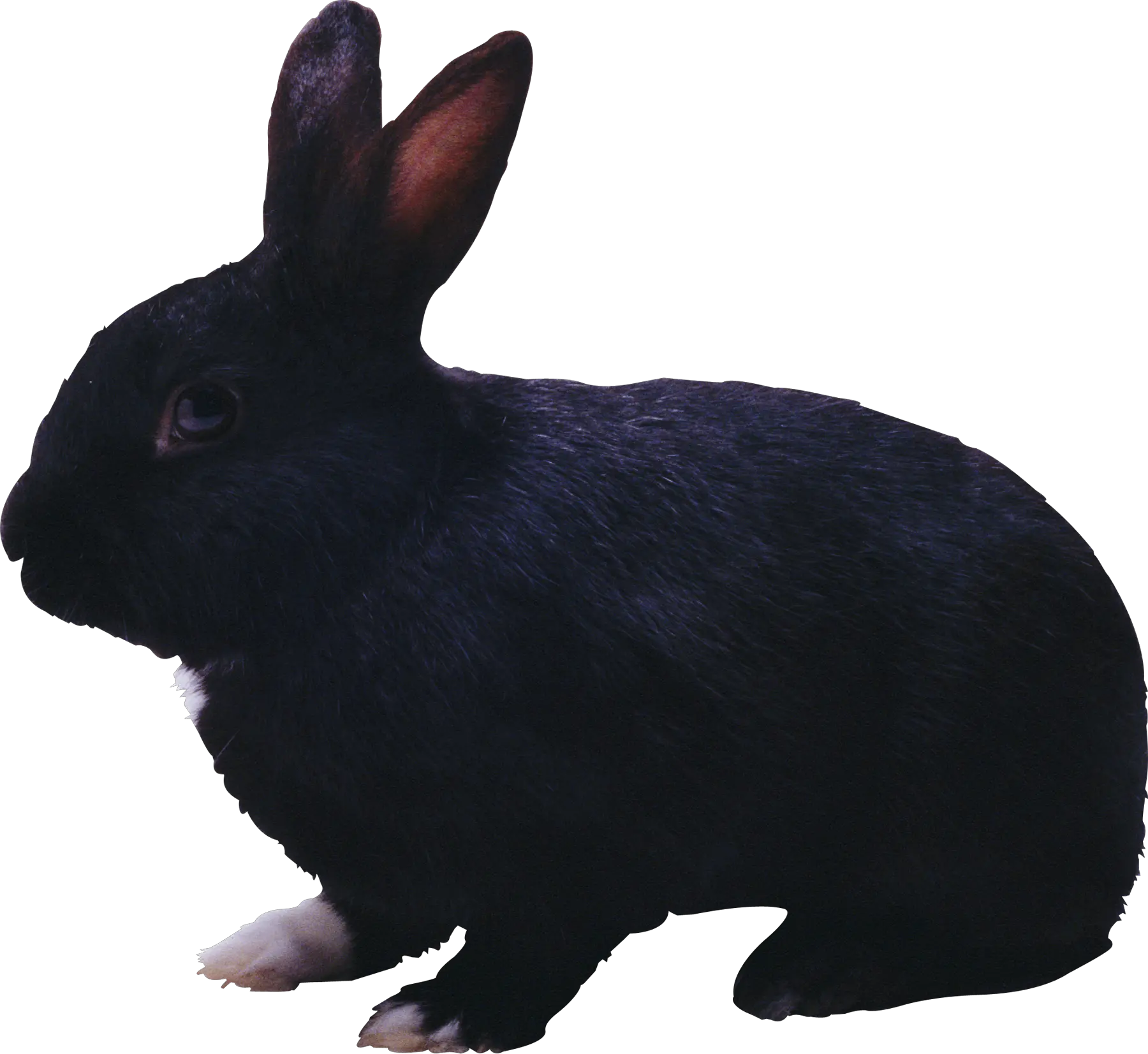 rabbit PNG