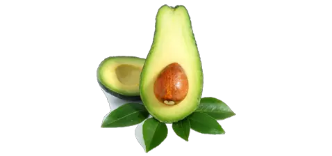 Avocado PNG