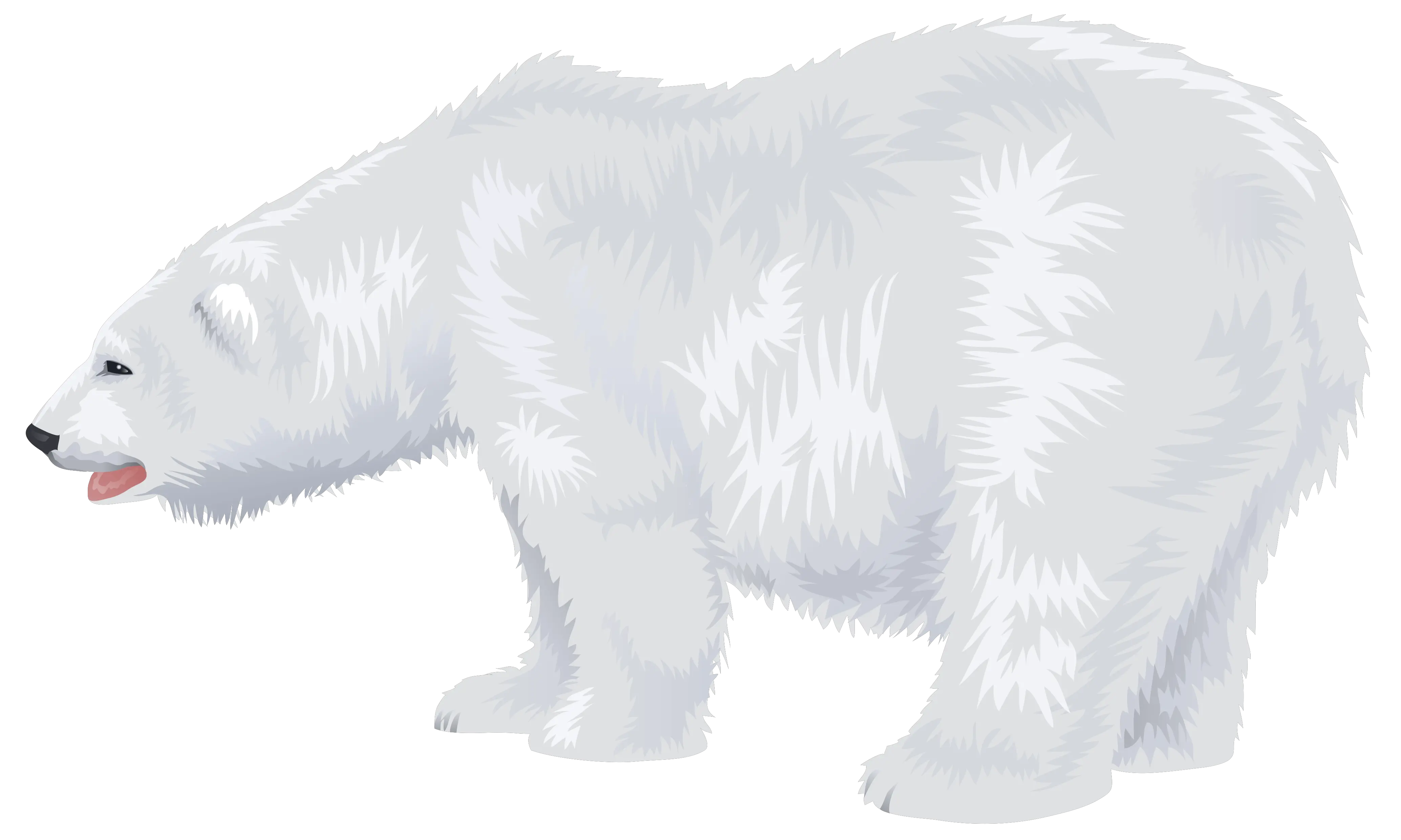 Polar white bear PNG