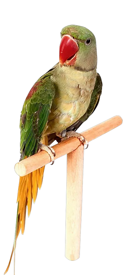 Parrot PNG image