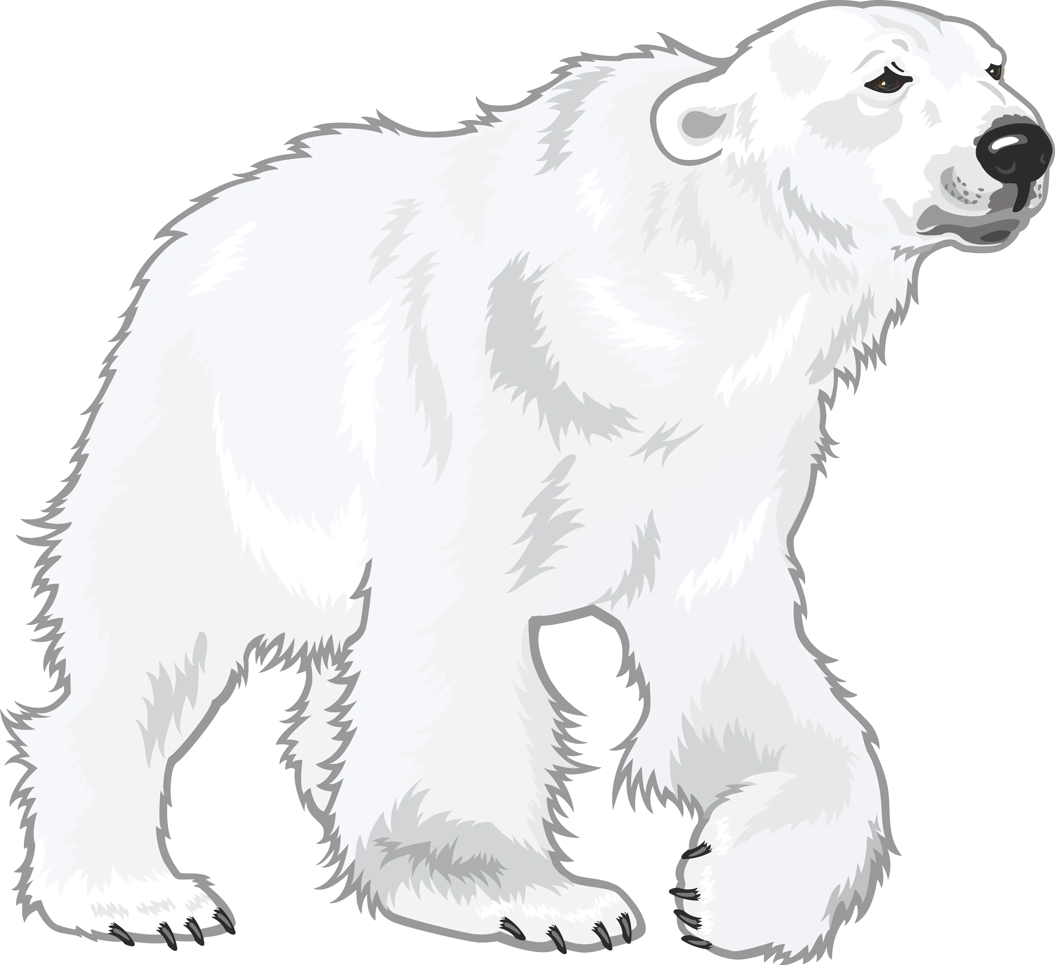 Polar white bear PNG