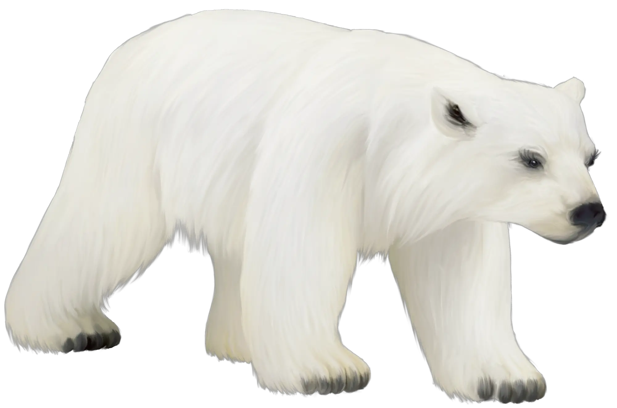 Polar white bear PNG