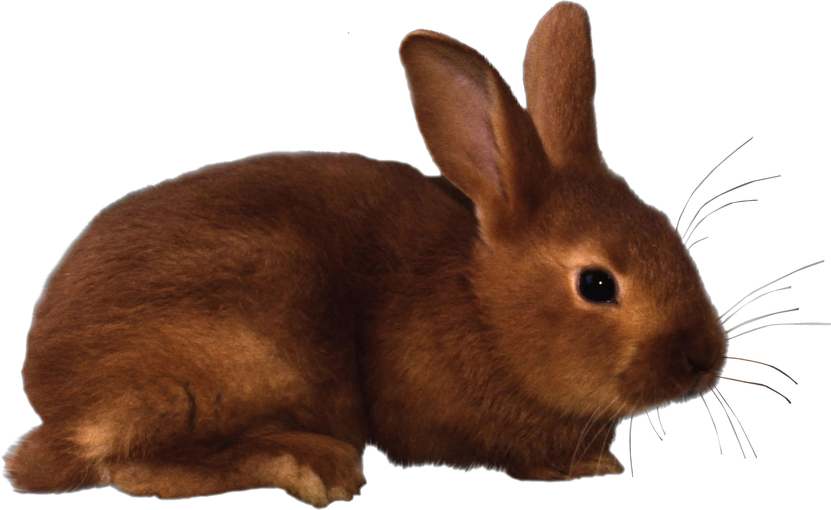 Rabbit PNG image