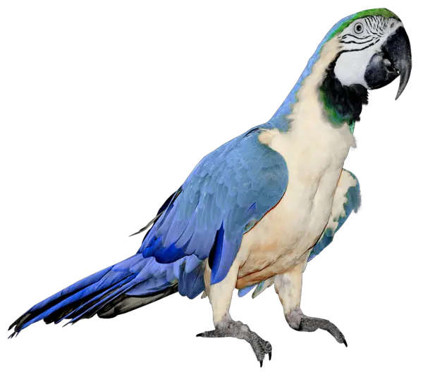 Parrot PNG images free download