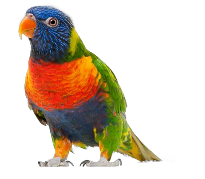 Parrot PNG images free download