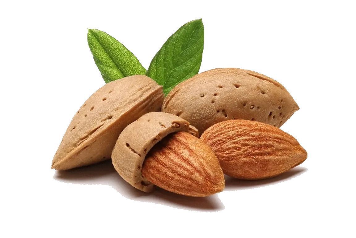 Almond PNG