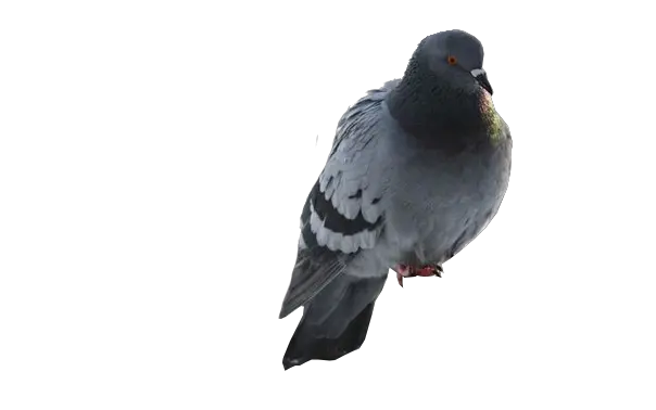 Pigeon PNG