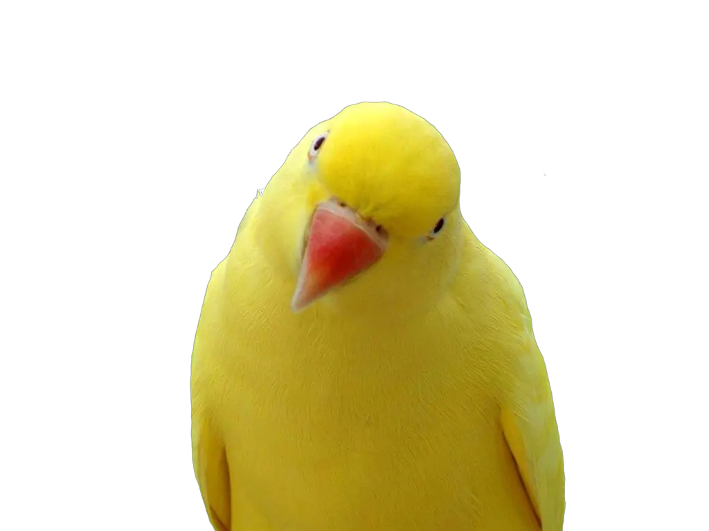 Yellow parrot PNG images free download