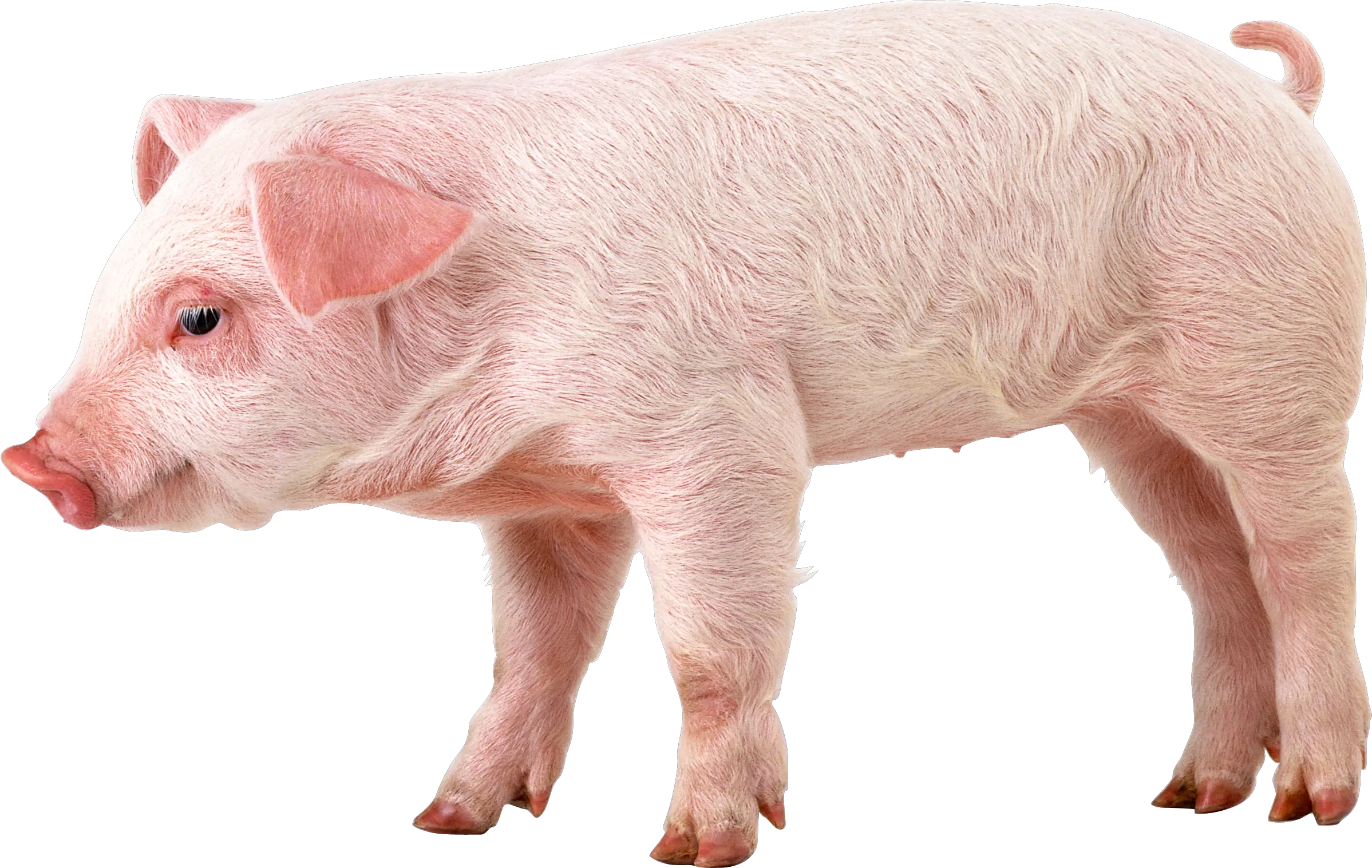 pig PNG image