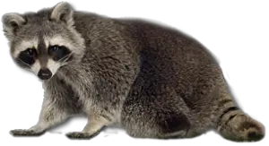 Raccoon PNG