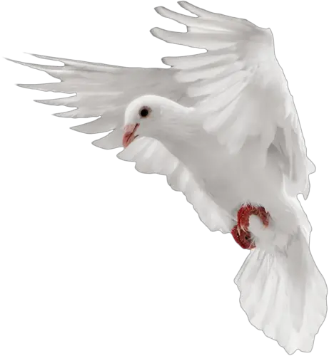 White flying pigeon PNG image