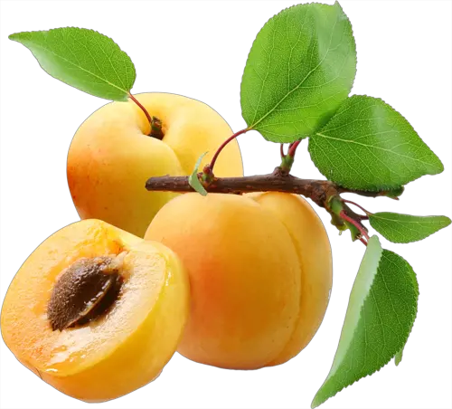 Apricots PNG