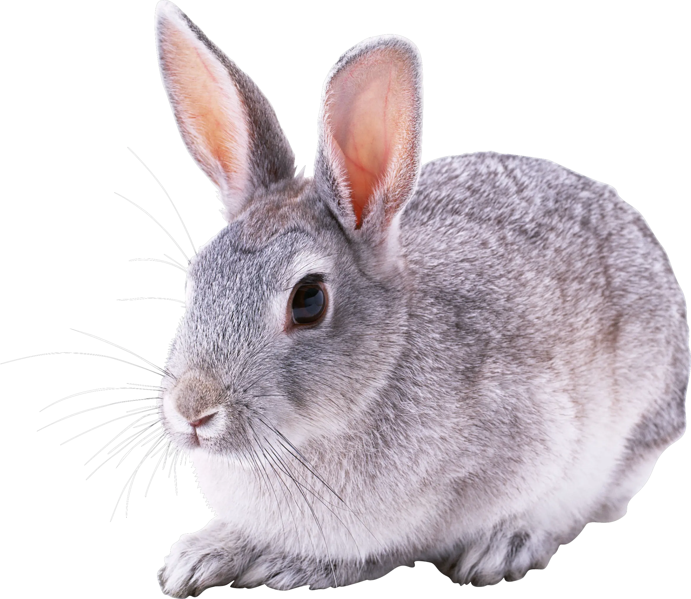 rabbit PNG