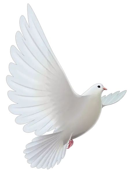 Pigeon PNG