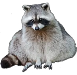 Raccoon PNG