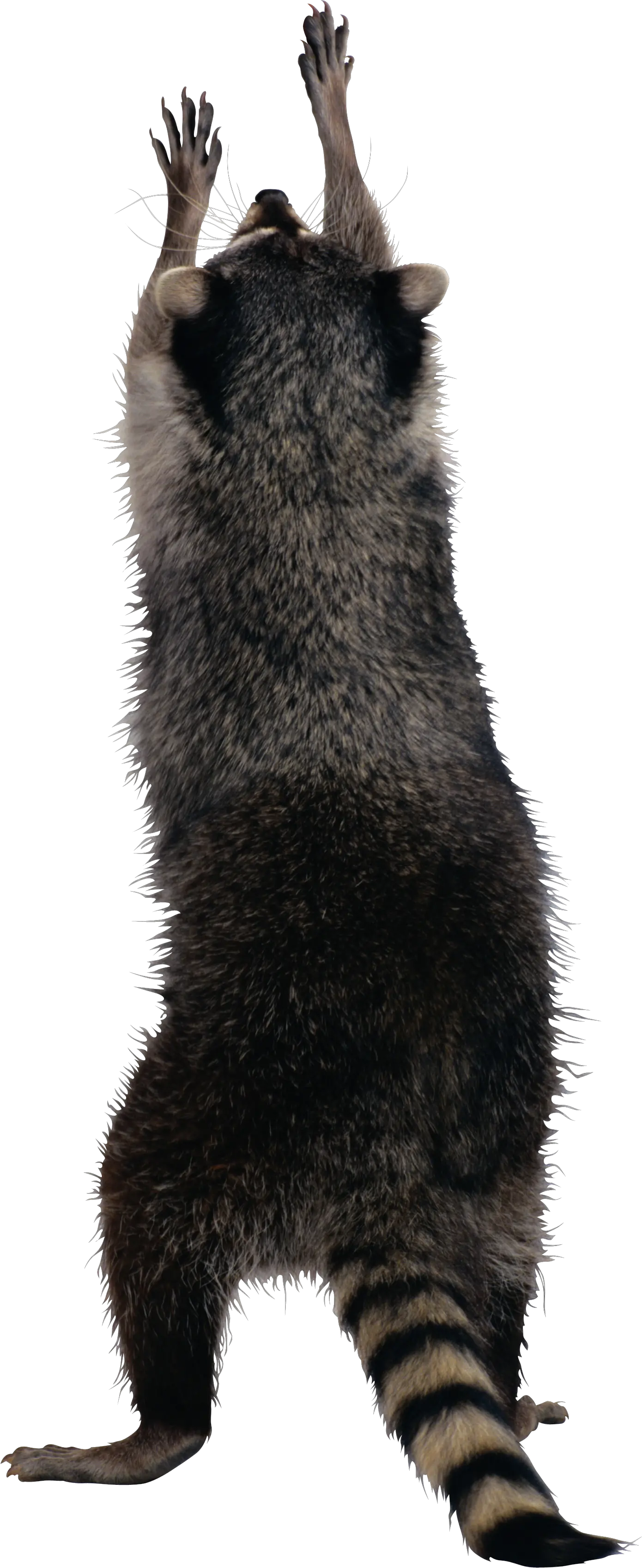 Raccoon PNG