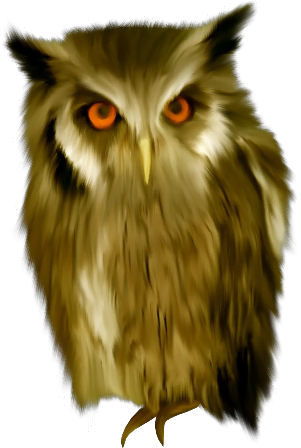 Owl PNG