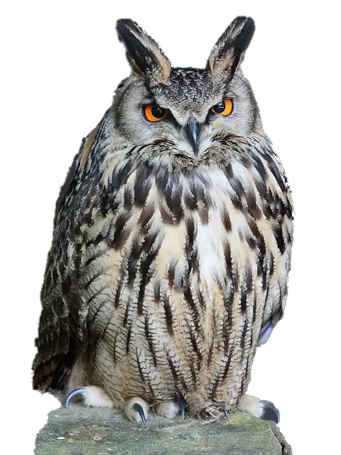 Owl PNG