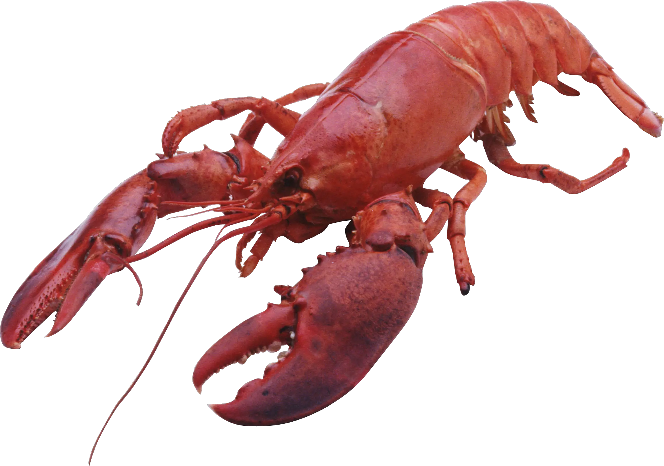 Lobster PNG