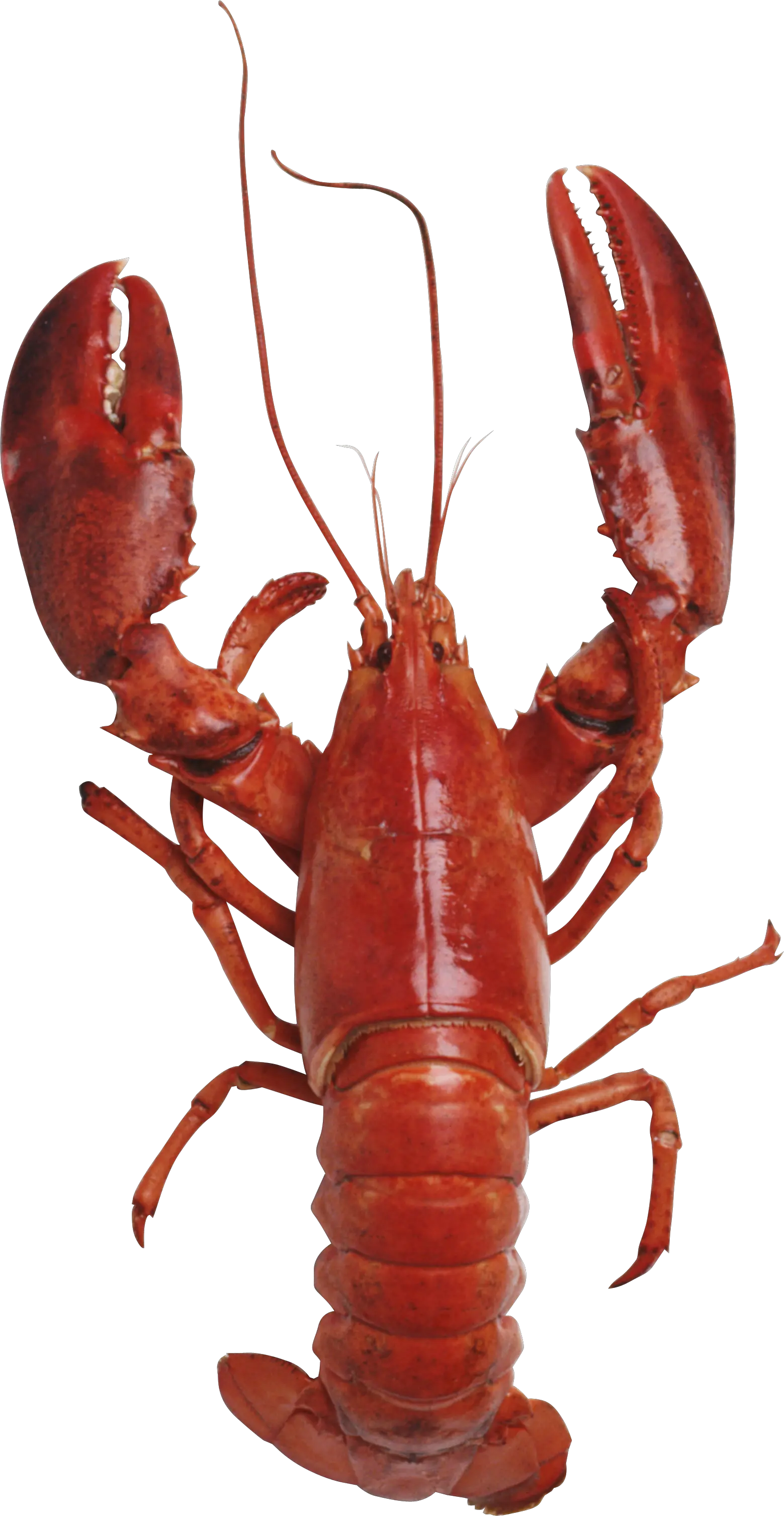 Lobster PNG