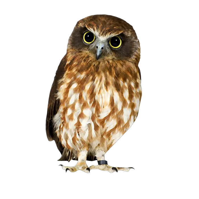 Owl PNG