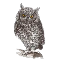 Owl PNG