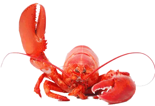 Lobster PNG