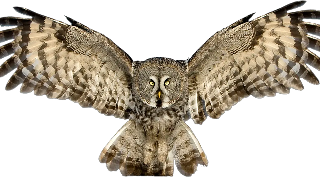 Owl PNG