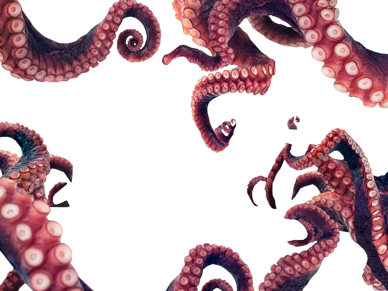 Octopus PNG