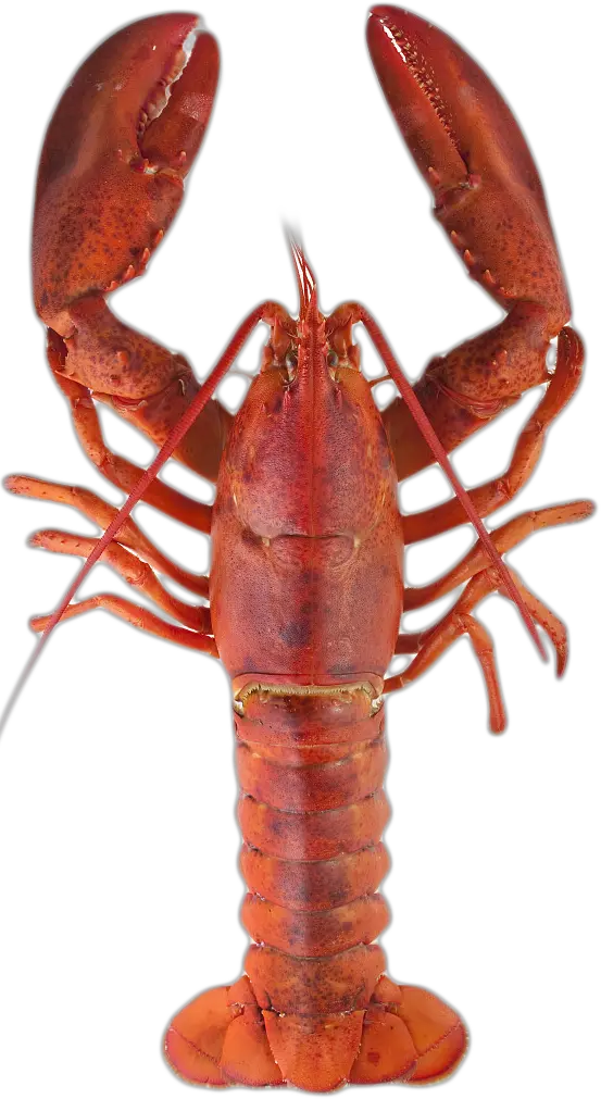 Lobster PNG