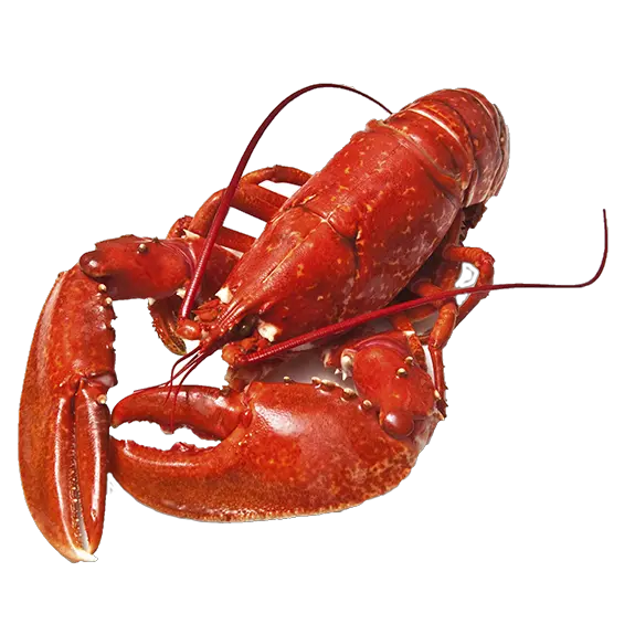 Lobster PNG