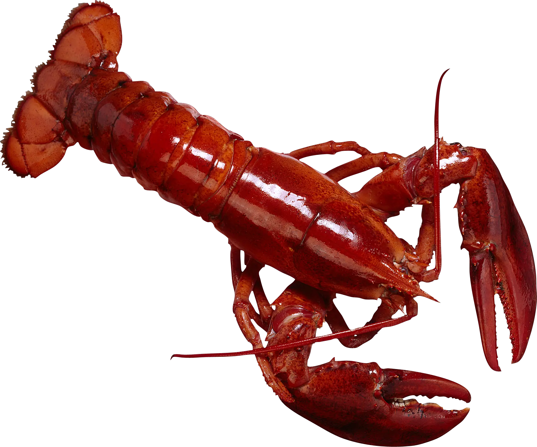 Lobster PNG