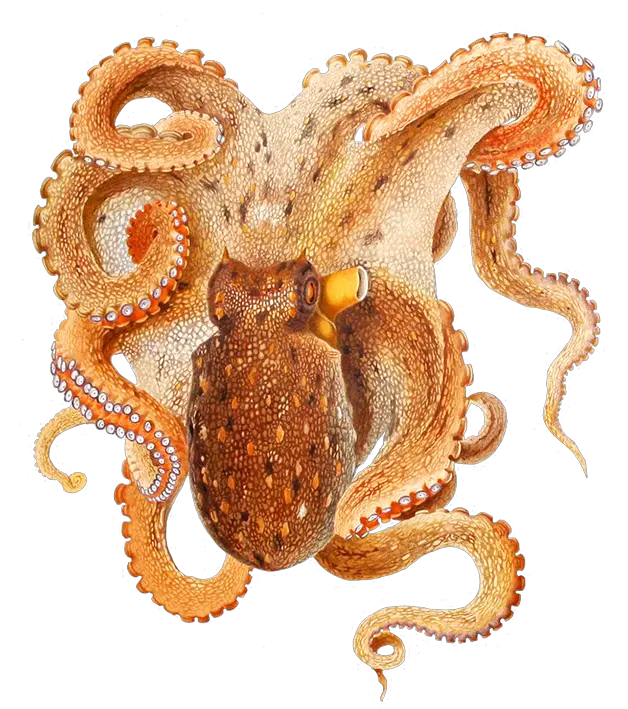 Octopus PNG