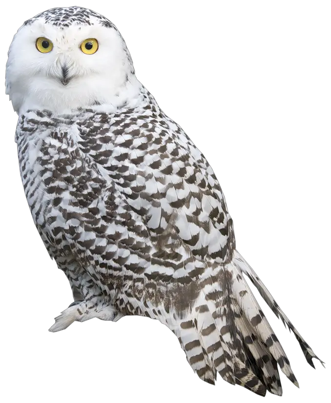 Owl PNG