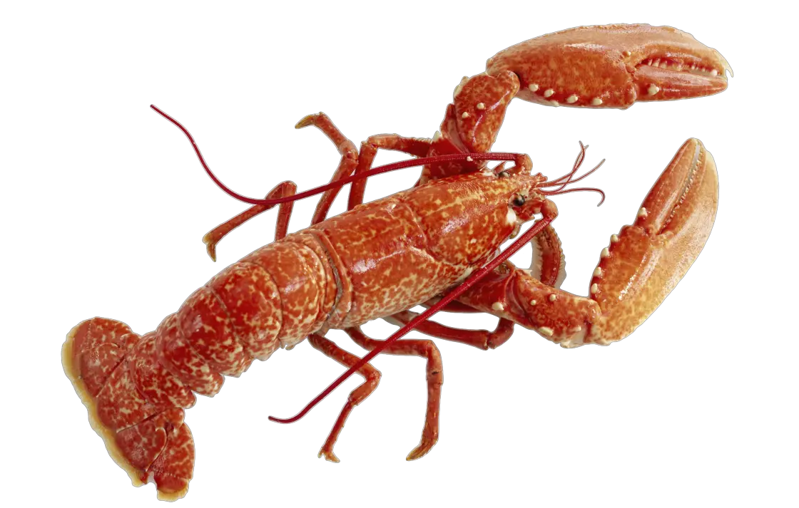 Lobster PNG
