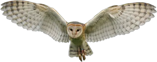 Owl PNG
