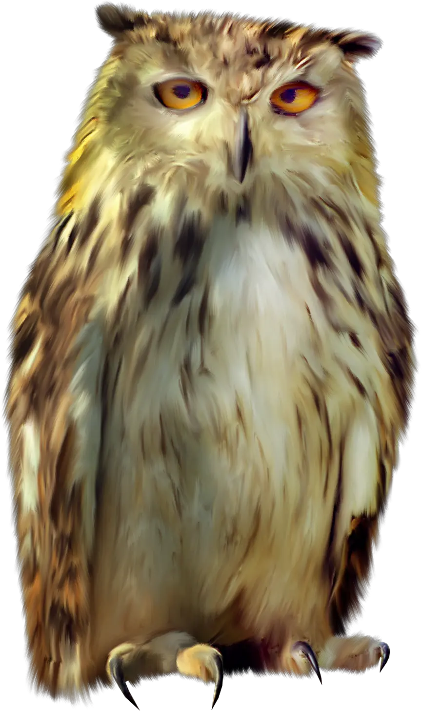 Owl PNG