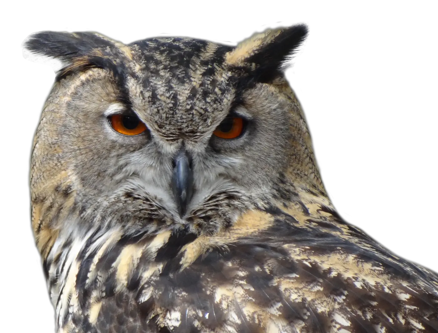 Owl PNG