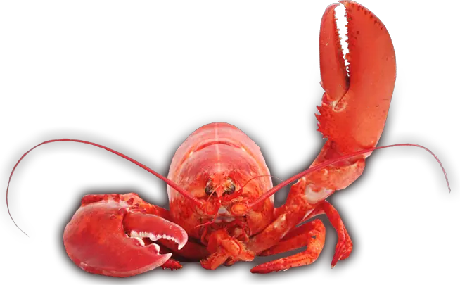 Lobster PNG