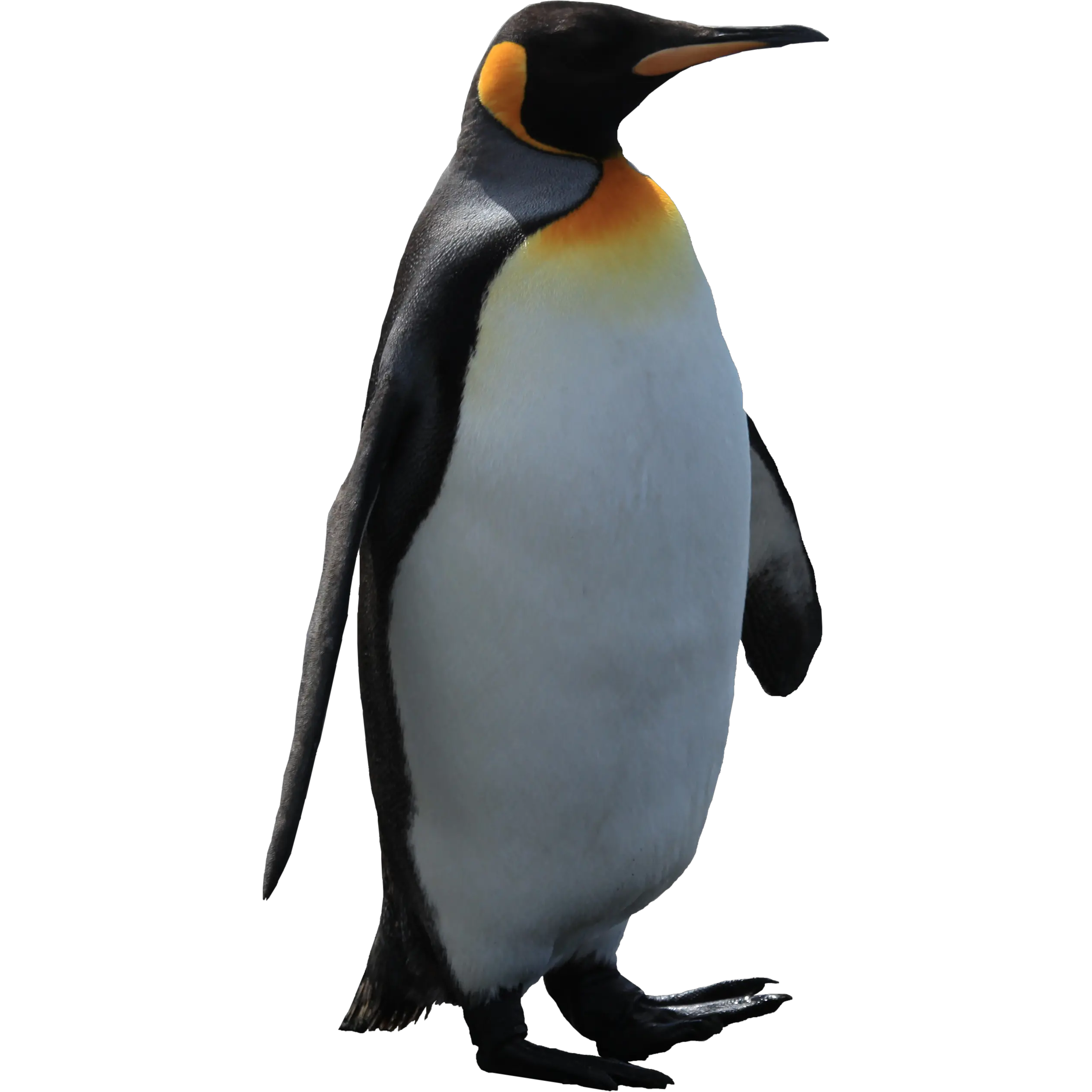 Imperator penguin PNG image