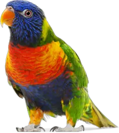 Colorful parrot PNG images free download