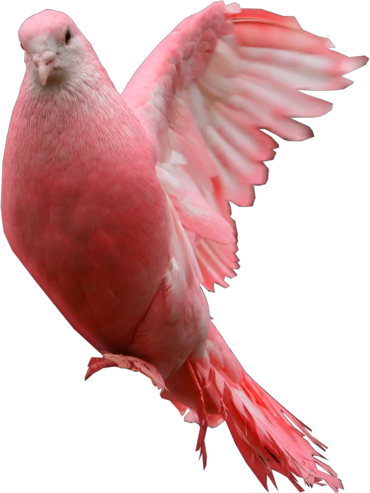Pink pigeon PNG image