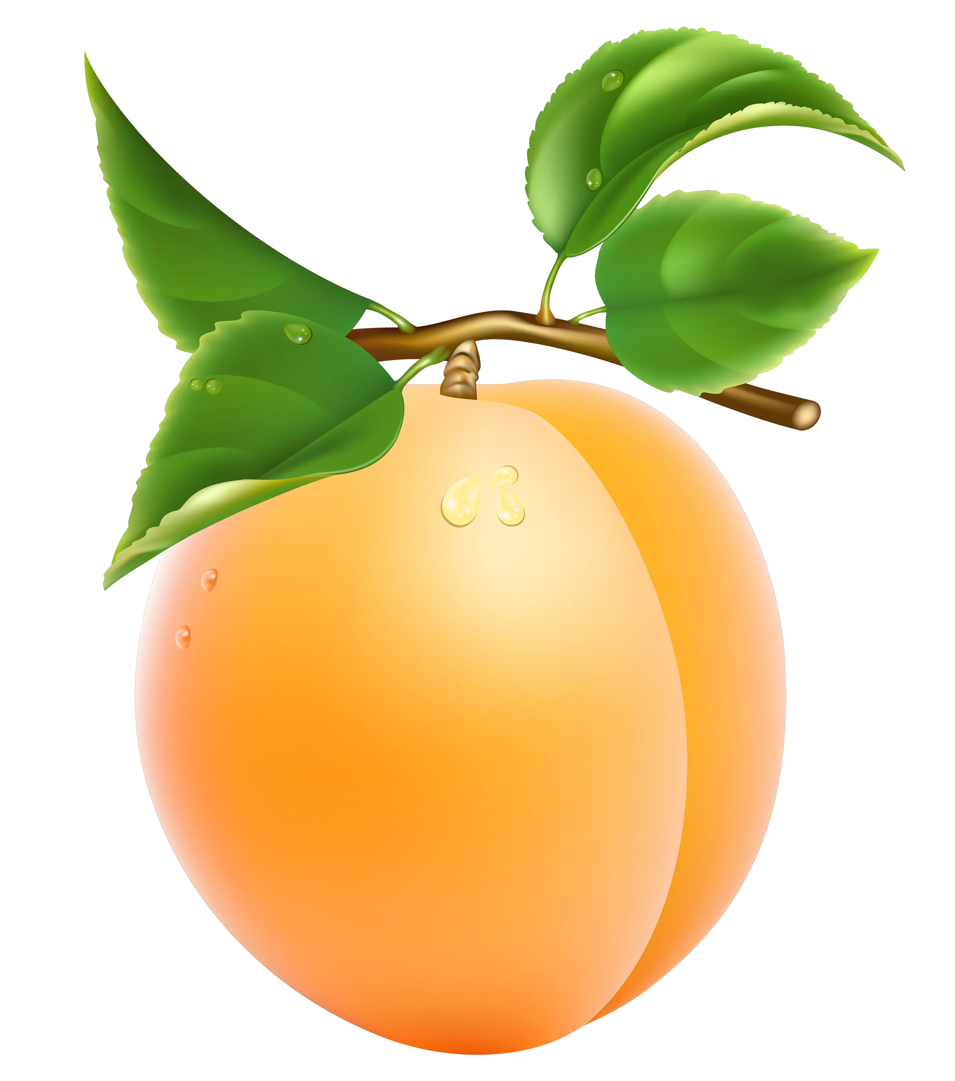 Apricot with leaves PNG