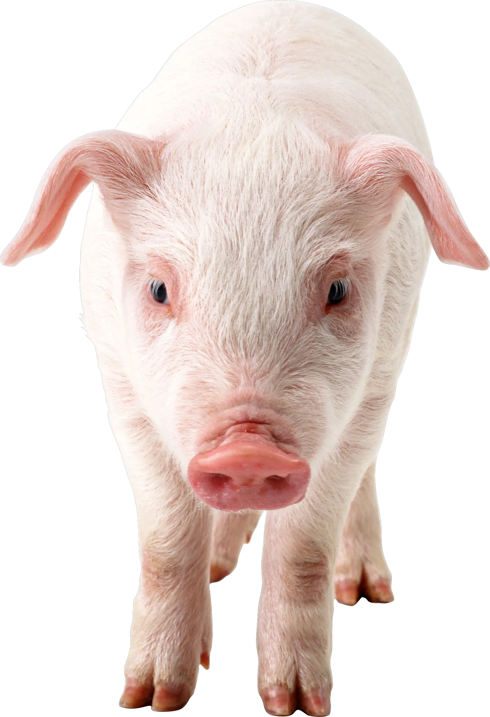 pig PNG image