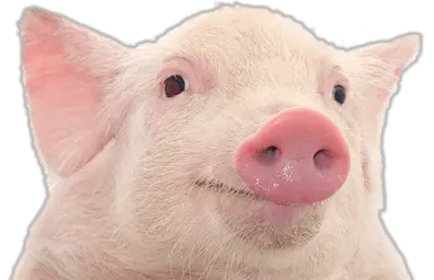 pig PNG image