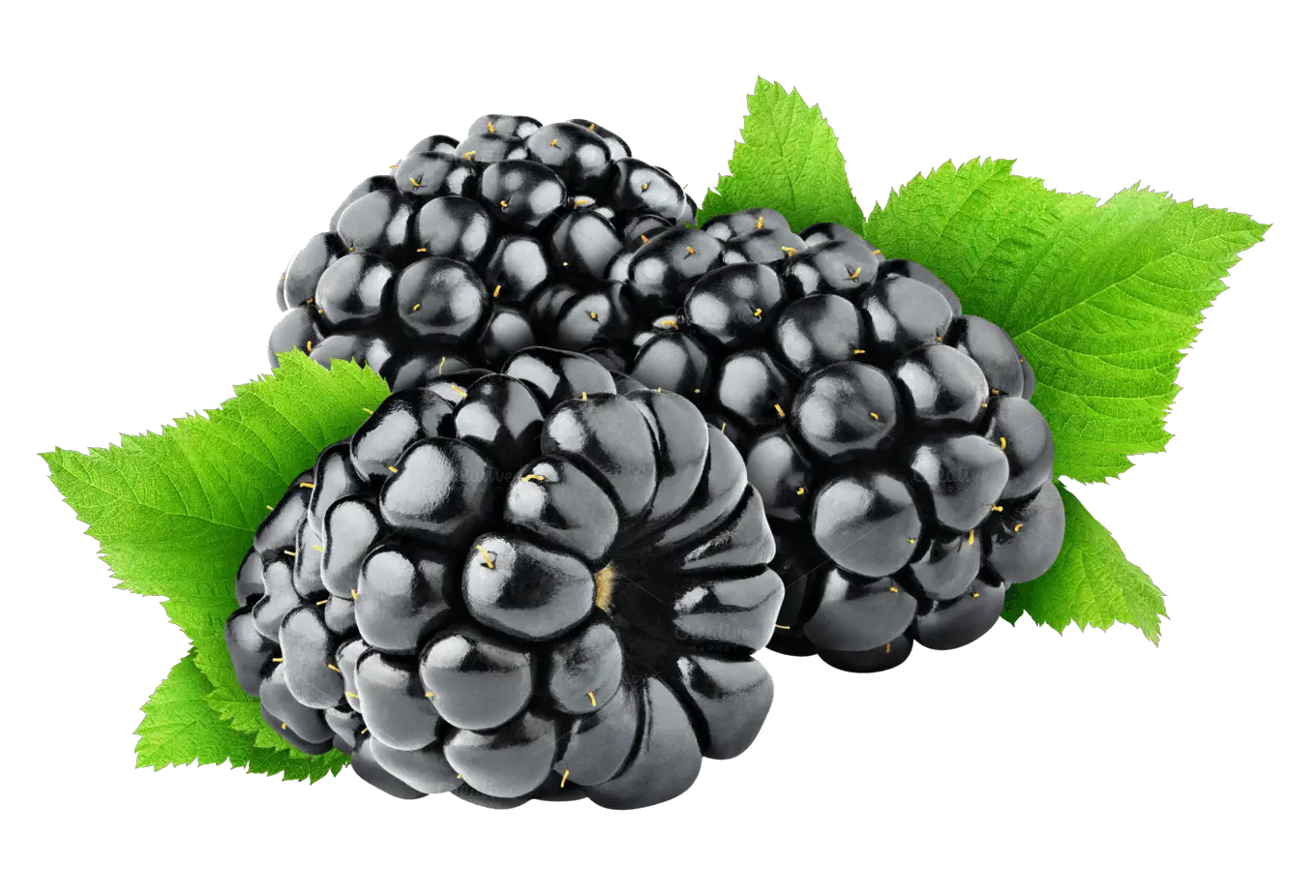 Blackberry PNG