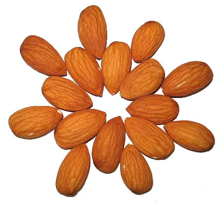 Almonds in shape PNG